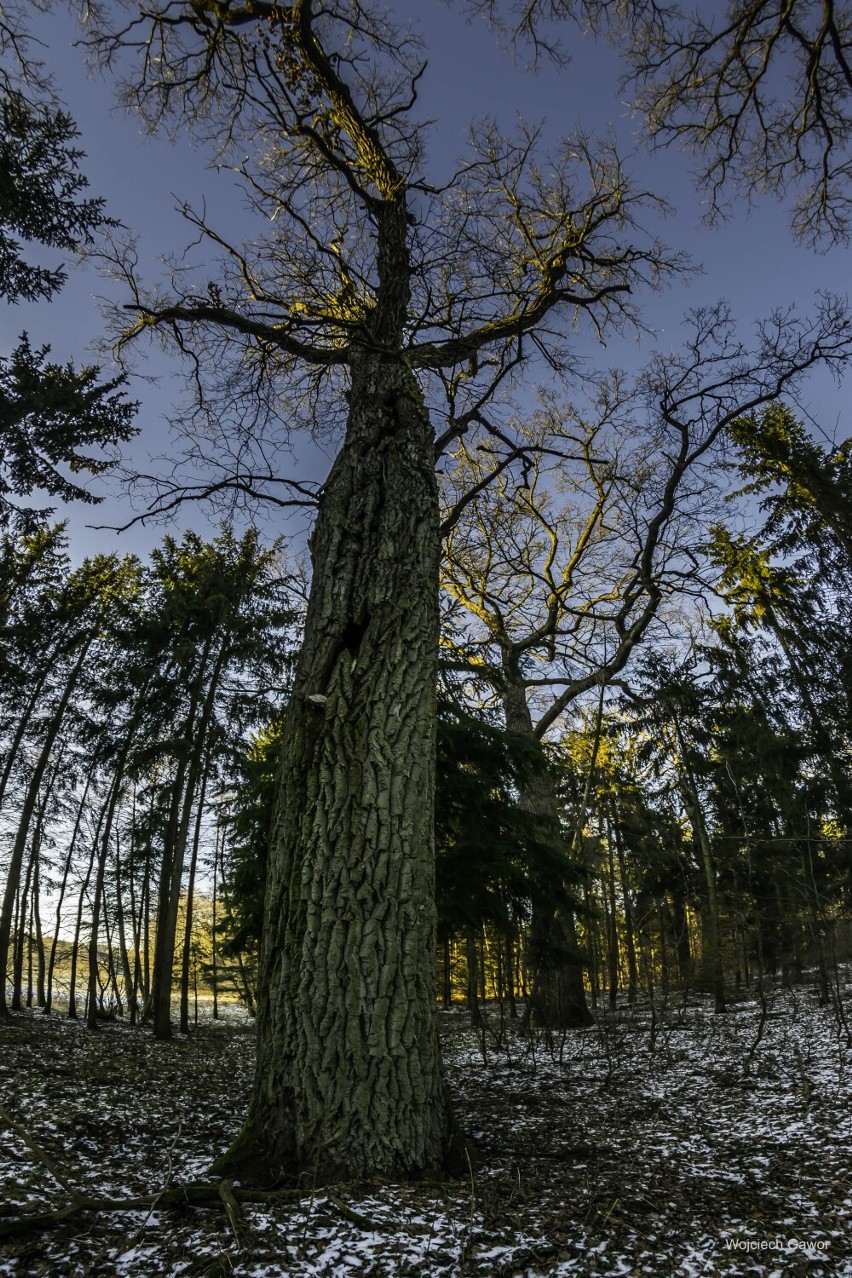 Miejsca mało znane. Dębowa puszcza pod Ostródą!