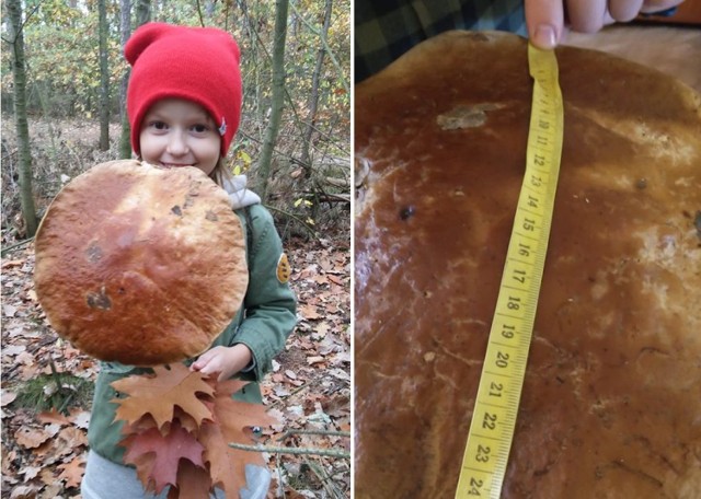 Sezon grzybowy w pełni. W lasach w okolicach Bydgoszczy mamy prawdziwy urodzaj grzybów! Ten okaz jednak na każdym zrobi wrażenie. Pani Joanna znalazła go z córką Julką (na zdjęciu) w Wilczu, gmina Osielsko. Kapelusz imponującego prawdziwka ma ponad 25 cm, a grzyb nie zmieścił się w koszu... 

Więcej zdjęć na następnych stronach.