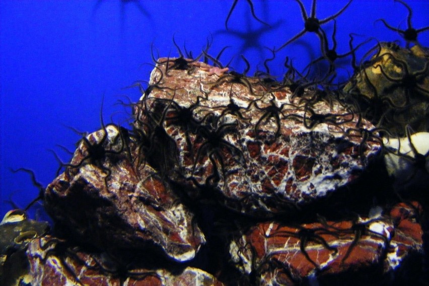 Oceanarium Stralsund - fascynująca, podwodna podróż