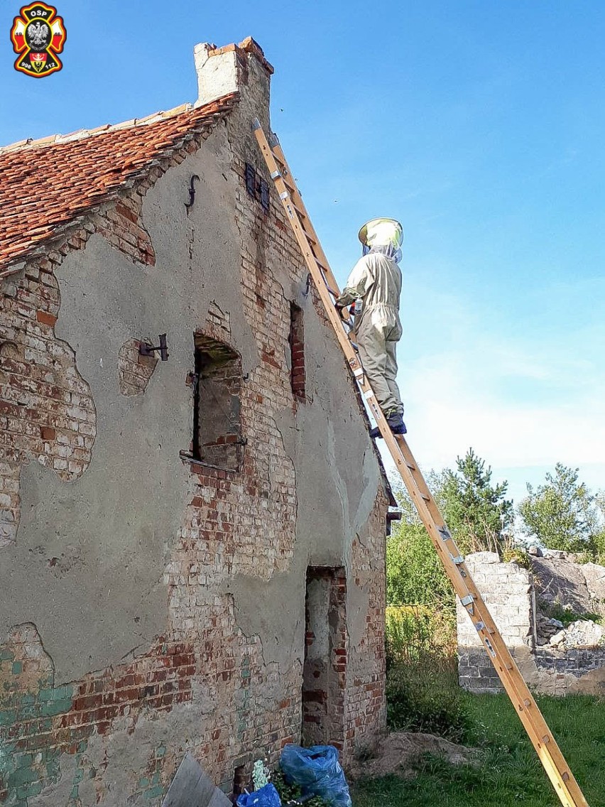 Strażacy z OSP Sokołowice usunęli niebezpieczne gniazdo szerszeni