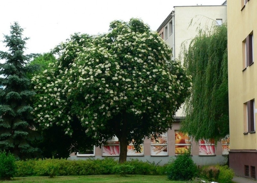 Zagłosuj na rzeszowski czarny bez w konkursie Klubu Gaja na Drzewo Roku 2019