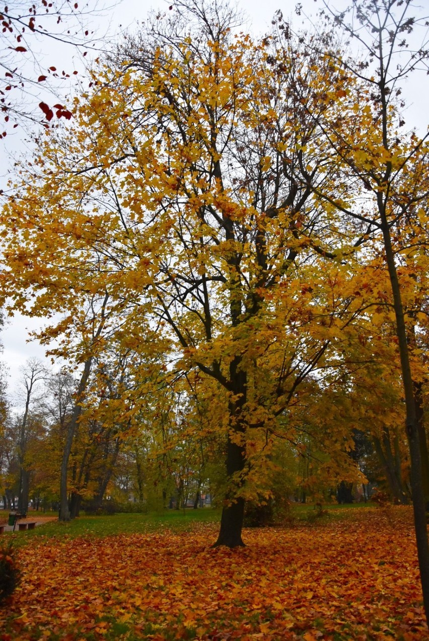 Grodzisk: Barwy jesieni w mieście. Ależ jest pięknie! 