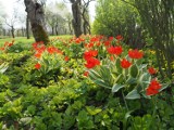 Aflopark w Pabianicach rozpoczął sezon 2023. Zakwitły tulipany i inne kwiaty, zaczną się koncerty. Zobaczcie na zdjęciach magiczny ogród