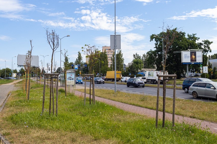 Czujni mieszkańcy szczecińskich Gumieniec alarmują o usychających drzewkach. Czy jest dla nich jakiś ratunek?