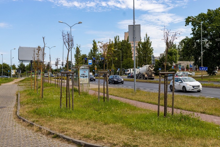 Czujni mieszkańcy szczecińskich Gumieniec alarmują o usychających drzewkach. Czy jest dla nich jakiś ratunek?