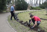 Park Miejski w Kaliszu. Nieopodal pomnika Flory pojawiły się nowe nasadzenia ZDJĘCIA