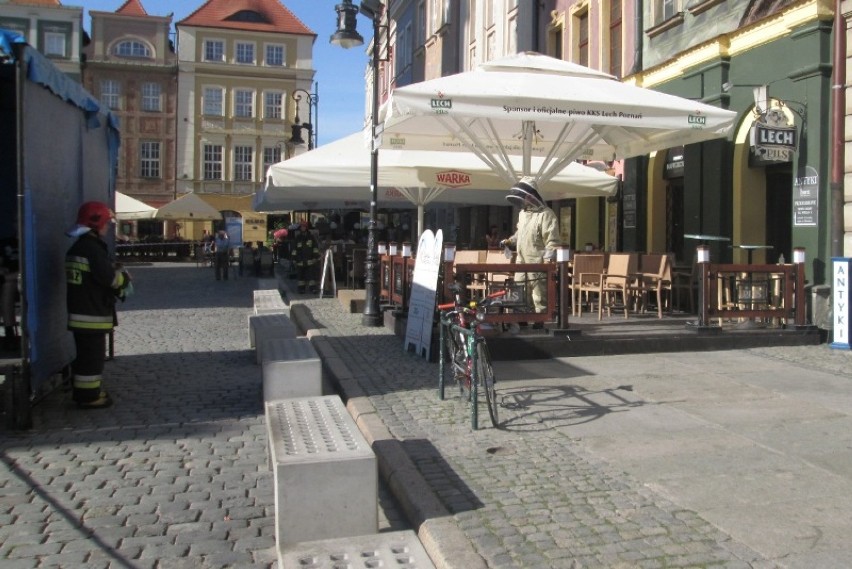 Rój pszczół zaatakował Stary Rynek