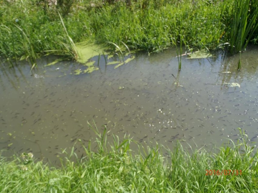 Śnięte ryby w Bolemce -  ktoś celowo wylał do rzeki nieczystości