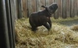 Warszawskie ZOO: Byś rośnie i... tańczy [wideo]