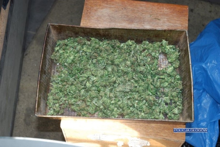 Policjanci zarekwirowali ponad 20 kilogramów marihuany 