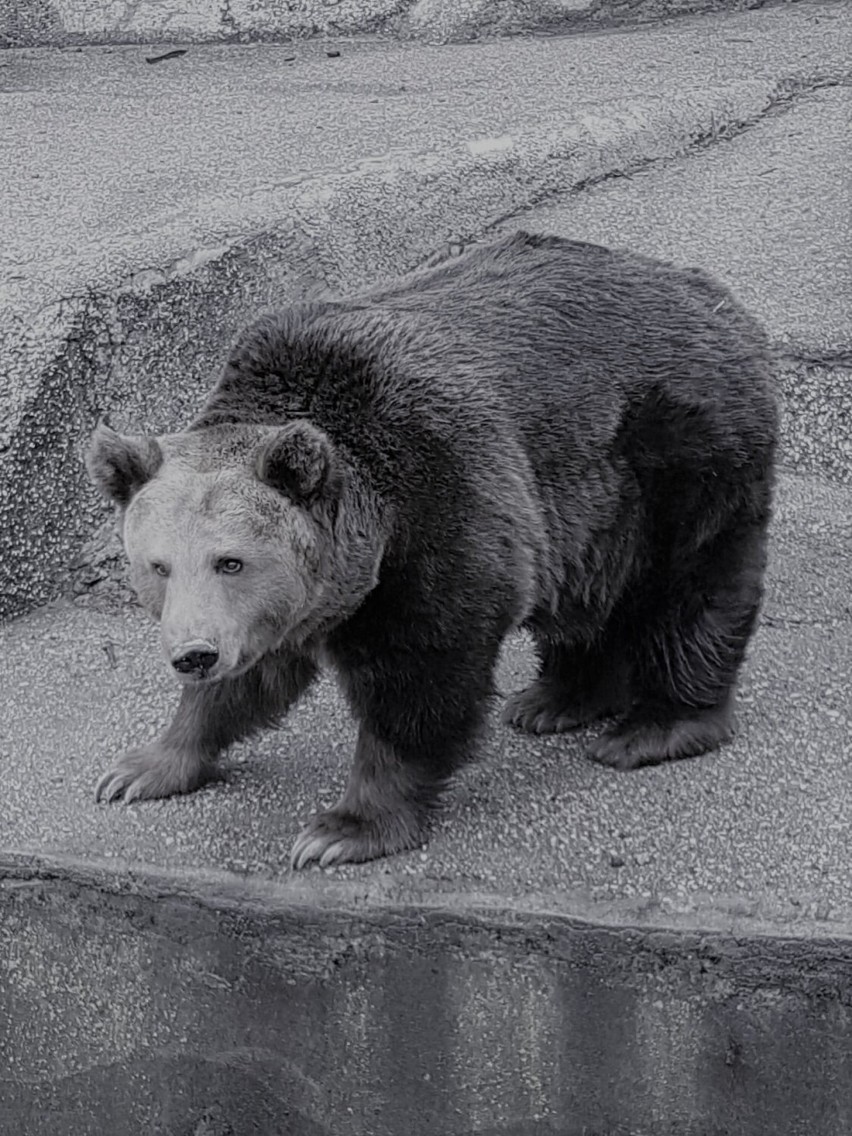 Nie żyje niedźwiedzica Mała. Kilkanaście lat mieszkała na wybiegu w Al. Solidarności, a później w zoo