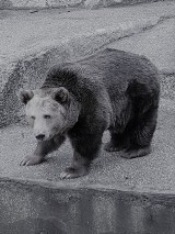 Nie żyje niedźwiedzica Mała. Kilkanaście lat mieszkała na wybiegu w Al. Solidarności, a później w zoo