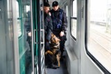Psy w akcji na dworcu PKP w Białymstoku [ZDJĘCIA, VIDEO]
