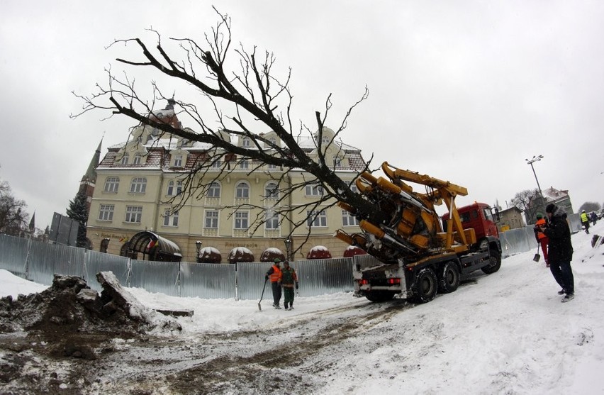Budowa dworca w Sopocie i problem z drzewem. Kłęk kanadyjski został przeniesiony [ZDJĘCIA]
