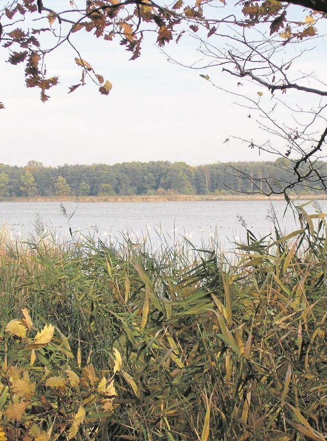 Rezerwat Przyrody Łężczok - jedna z przyrodniczych pereł  Śląska. Należy do sieci  Natura 2000, ale swój  udział w remoncie stawów  oraz grobli miał też katowicki Fundusz. Dziś Łężczok zaprasza turystów!