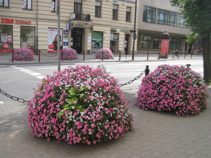 Ukwiecone centrum Lublina cieszy wzrok przechodniów