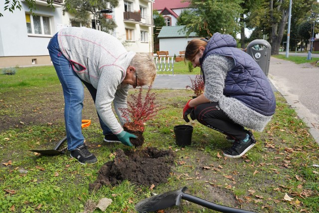 Do realizacji programu włączono lokatorów budynków, przy których zagospodarowanie przestrzeni miejskiej jest realizowane