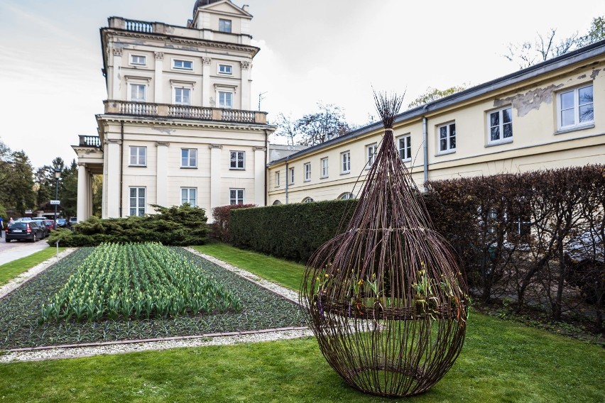 W Ogrodzie Botanicznym UW już wszystko kwitnie! Jutro...