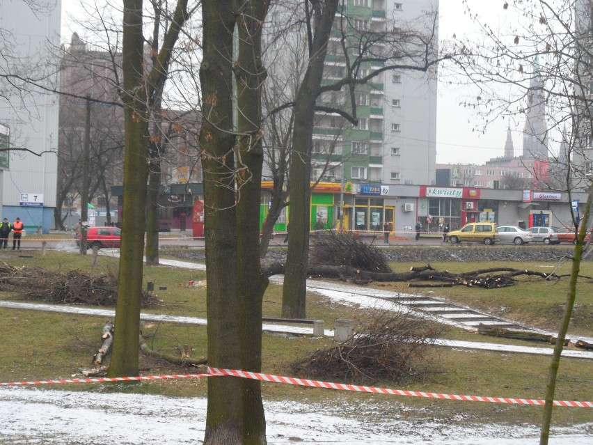 Dąbrowa Górnicza: Z parku śródmiejskiego zniknie ponad 20 drzew i mnóstwo krzewów. Inwestycja rusza