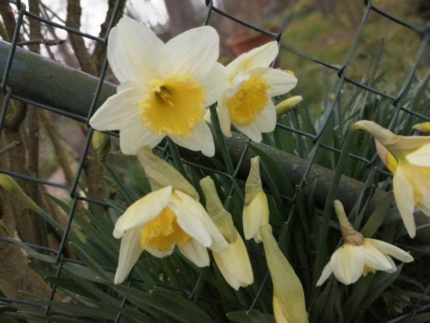 Wolsztyn: przesłaliście nam oznaki wiosny ze swoich przydomowych ogródków. Od razu zrobiło się radośniej