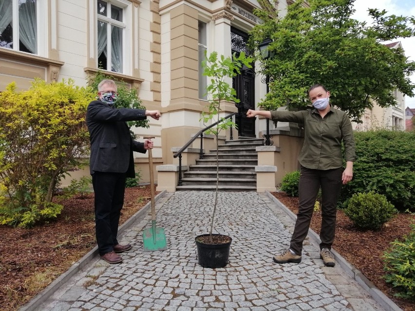 Zamiast Nocy w Muzeum - sadzenie dębu.