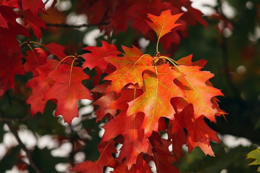 Jesienią pięknie przebarwiają się także liście dębów, w...
