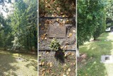 W Ogrodzie Saskim rośnie królewski dąb. Drzewo posadziła Elżbieta II podczas swojej wizyty w Warszawie 