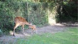 Nowe Zoo w Poznaniu: Pierwsze kroki sitatungi [WIDEO]