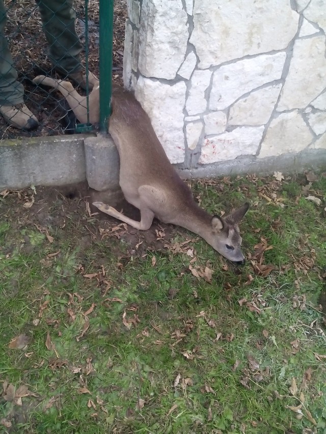 Strażnicy z mieszkańcem uwolnili sarnę zakleszczoną w ogrodzeniu