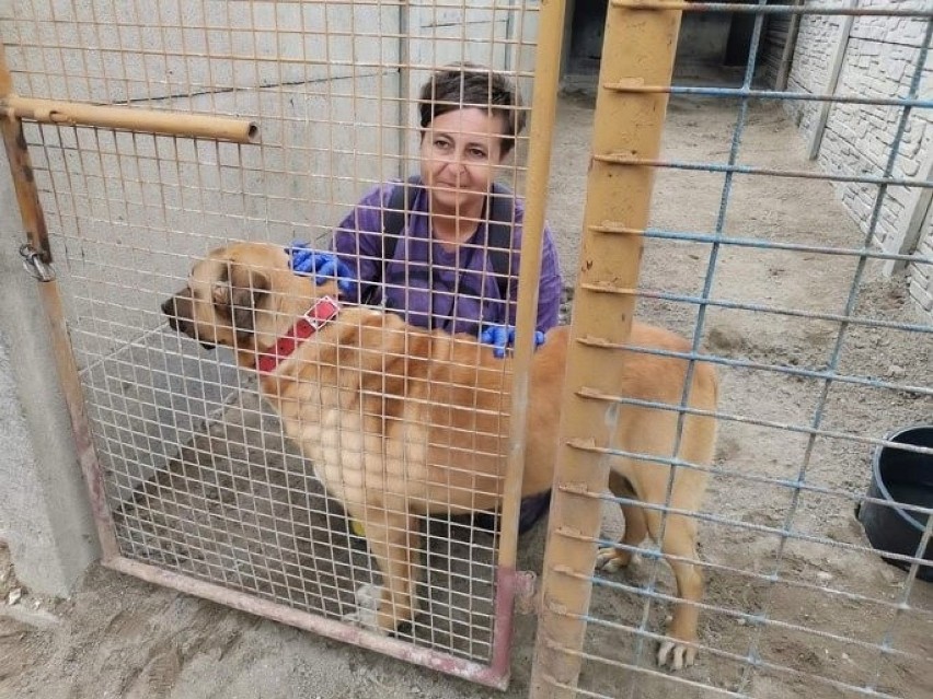 Z okrutnej mordowni do stargardzkiego schroniska. 10 psów ocalonych z Radysów trafiło do Schroniska dla Bezdomnych Zwierząt w Kiczarowie