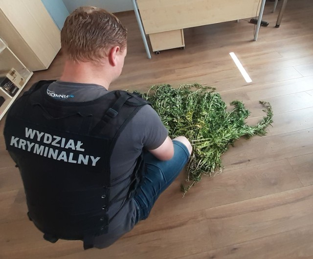 Policjanci odkryli 81 krzaków konopi.Szukają plantatora, a grożą mu 3 lata więzienia