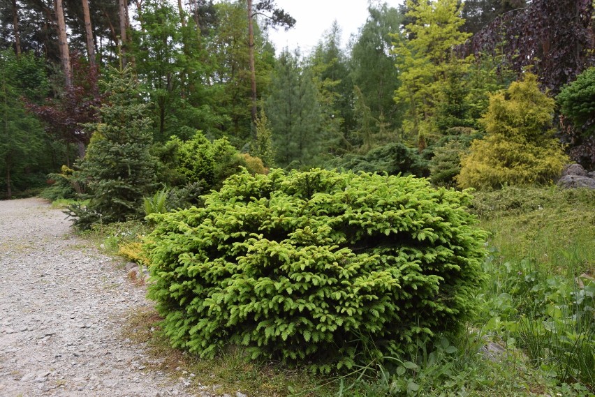 Lasek Miejski i Ogród Botaniczny w Wieluniu w wiosennej odsłonie ZDJĘCIA