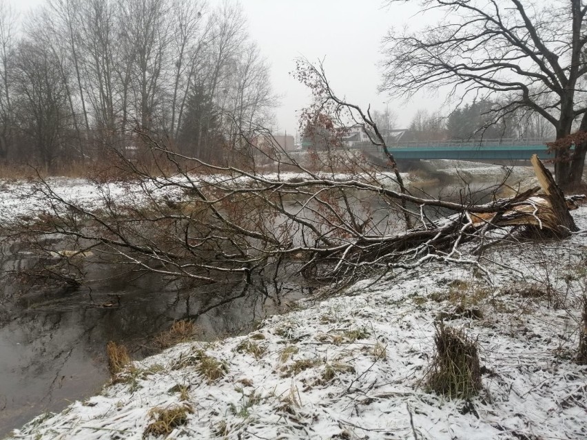 Bobry na "robocie". Nad Iną w Goleniowie jest ich coraz więcej