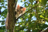 Jastrzębie: kot wdrapał się na drzewo i nie potrafił zejść. Konieczna była interwencja straży pożarnej i użycie drabiny mechanicznej