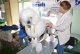 Wystawa psich piękności w hali Trapez - udział bierze 500 psów [ZDJĘCIA]