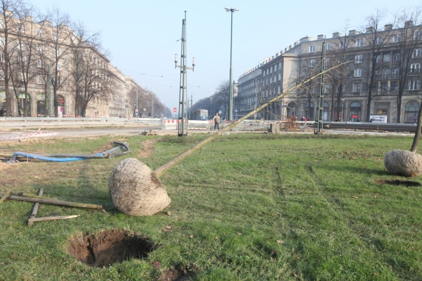 Kraków: koniec wycinki drzew na pl. Centralnym [ZDJĘCIA]