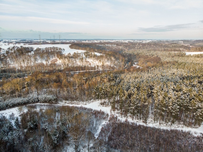 Zima w lasach Doliny Osy w Kłódce pod Grudziądzem [zdjęcia z drona]
