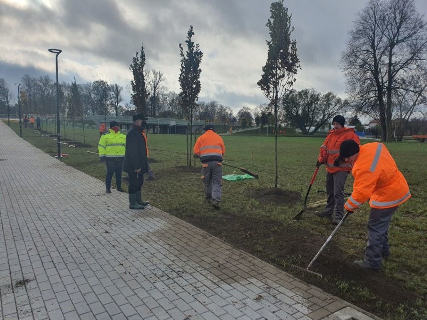 Na bulwarach w Suwałkach zostanie zasadzonych 255 drzew. Pierwszych dziesięć posadzili prezydenci miasta [Zdjęcia] 