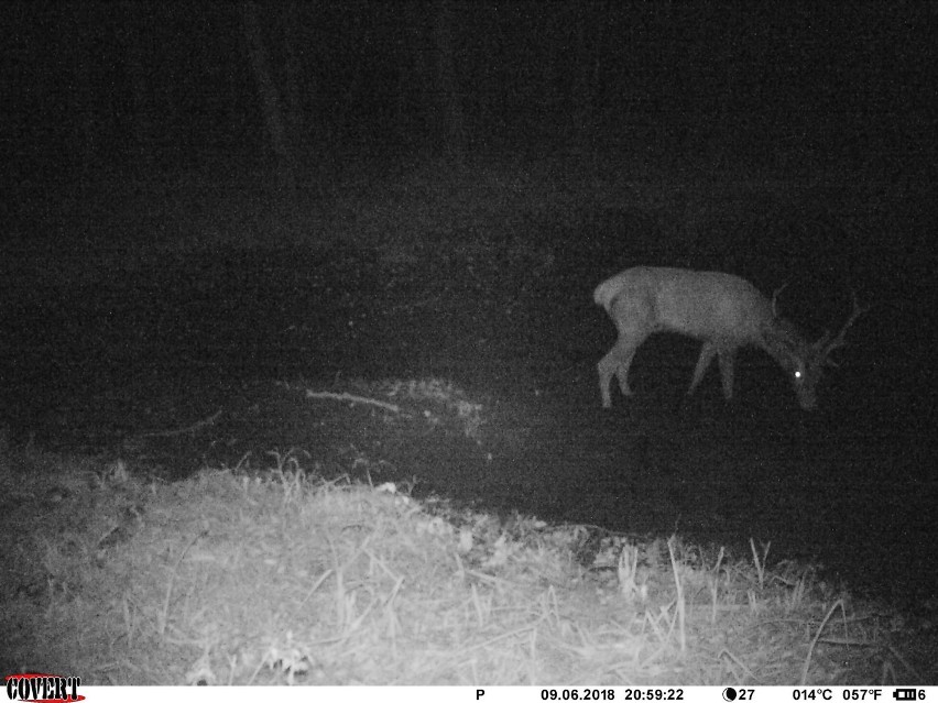 Nadleśnictwo Durowo pokazuje zwierzaki uchwycone w leśnych fotopułapkach 