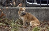 Służby miejskie przeprowadzą wyłapywanie bezpańskich psów