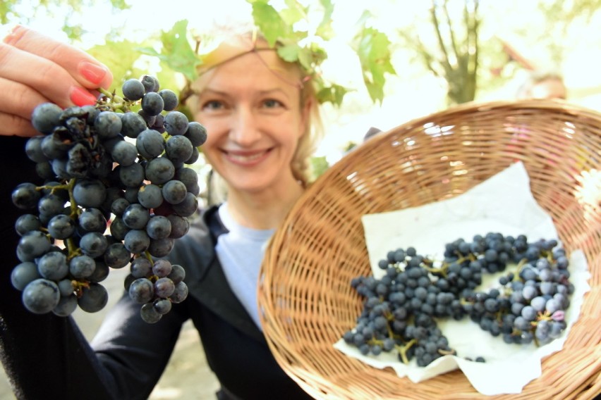 Winobranie w skansenie w Zielonej Górze Ochli