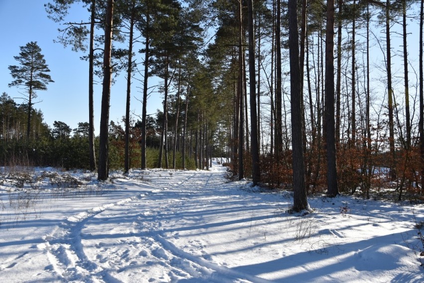 Zimowa panorama powiatu wejherowskiego. Spacer na punkt widokowy w Luzinie| ZDJĘCIA