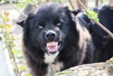 Wałęsające psy zagrożeniem dla dzieci w Skokach! Zapowiedziano wyłapywanie zwierząt 