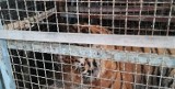 Koroszczyn. Poznańskie zoo przyjmie wszystkie tygrysy zatrzymane na granicy polsko - białoruskiej