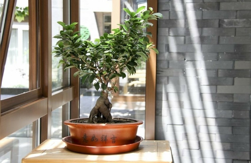 Fikus ginseng wygląda jak drzewko bonsai, jest jednak...