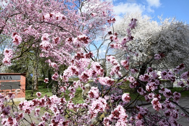 W tych trudnych dniach niewiele osób ma szansę podziwiania budzącej się do życia, wiosennej przyrody. Tymczasem nawet w centrum Kielc przepięknie kwitną drzewa. krzewy tworząc barwne widoki. 



Żółte forsycje, różowe wiśnie.... Szczególny urok mają teraz magnolie o cudownych, okazałych kwiatach, które można obejrzeć nie tylko w przydomowych ogródkach, ale także między innymi na dziedzińcach Muzeum Historii Kielc, kurii biskupiej przy ulicy Jana Pawła II, a nawet w pasie drogowym alei IX Wieków Kielc. Tak oto w centrum miasta kwitną drzewa spotykane dawniej tylko w pałacowych ogrodach, a dziko rosnące w Azji i Ameryce. 
Zachwycająca magnolia jest jednym z... najprymitywniejszych rodzajów roślin. Ocenia się, że już ponad 100 milionów lat temu - w epoce dinozaurów- wraz z tulipanowcami i miłorzębami, magnolie tworzyły gęste lasy na kontynentach, które dopiero przybierały znane dziś kształty.


>>> ZOBACZ WIĘCEJ NA KOLEJNYCH ZDJĘCIACH 