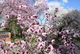 Tak Kielce kwitną na wiosnę. Zobaczcie najpiękniejsze miejsca! (WIDEO, zdjęcia)