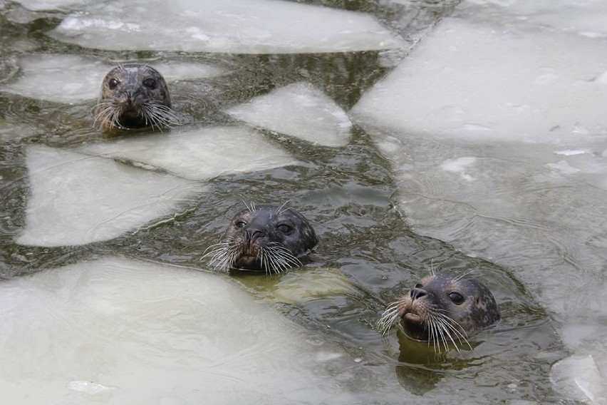 Zoo Poznań: W końcu ma oficjalny profil na facebooku