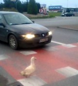 Uratowali kaczkę, która wypadła z transportu do rzeźni [FOTO] 