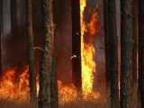 Pożary w pilskich lasach: w nadleśnictwach Potrzebowice i Krzyż Wlkp. podpalenia. Jest nagroda za wskazanie podpalacza!